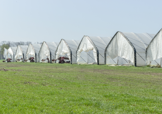 Kiszámítható támogatás az üvegházban és fóliasátrakban termesztett zöldségekre